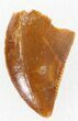 Serrated, Raptor Tooth - Morocco #37785-1